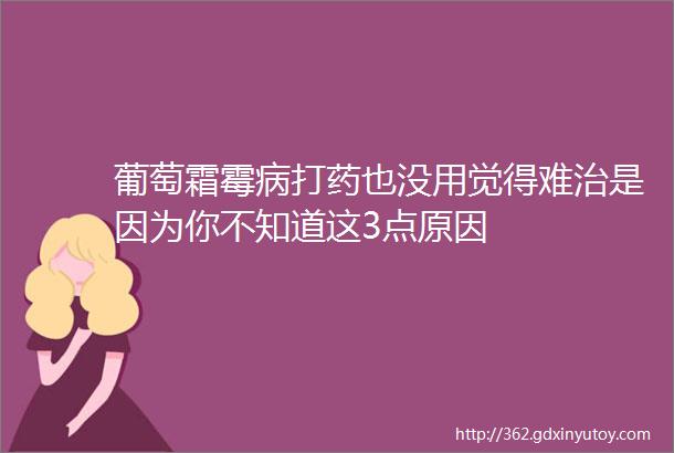 葡萄霜霉病打药也没用觉得难治是因为你不知道这3点原因